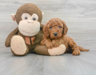 10 week old Mini Goldendoodle Puppy For Sale - Lone Star Pups