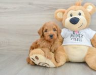 8 week old Mini Goldendoodle Puppy For Sale - Lone Star Pups