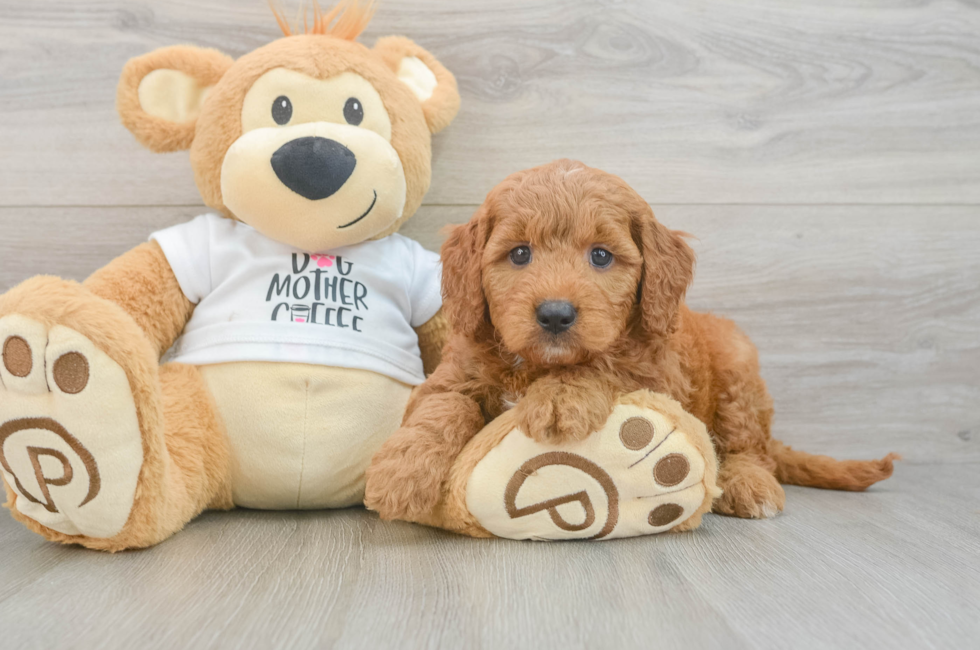 6 week old Mini Goldendoodle Puppy For Sale - Lone Star Pups