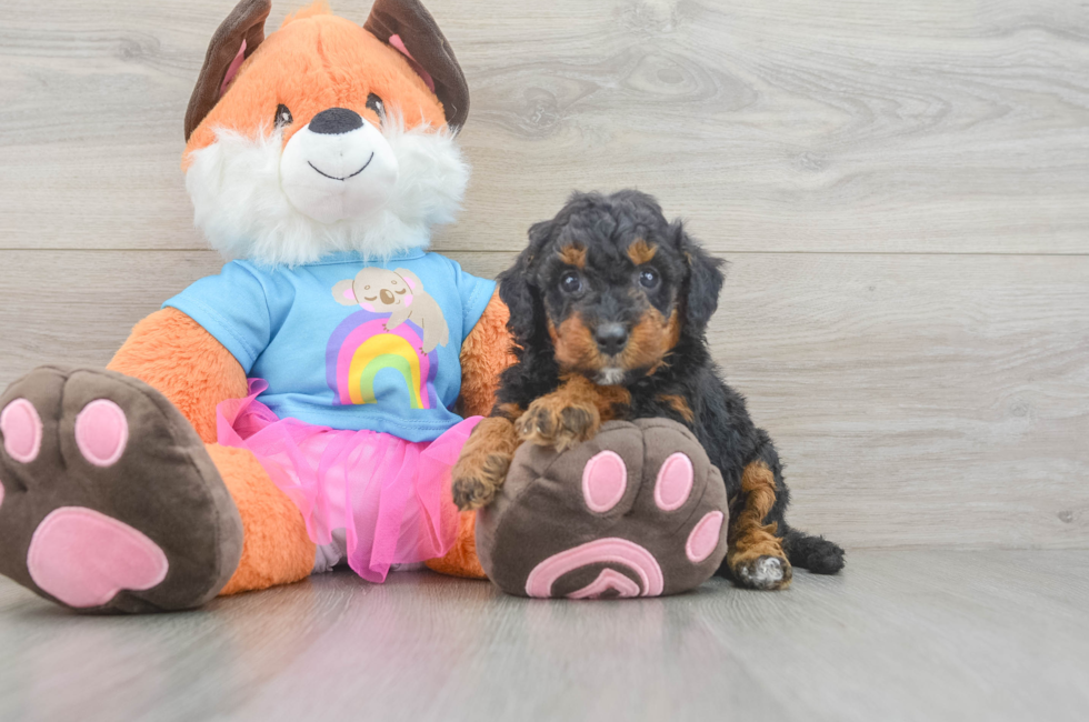 6 week old Mini Goldendoodle Puppy For Sale - Lone Star Pups