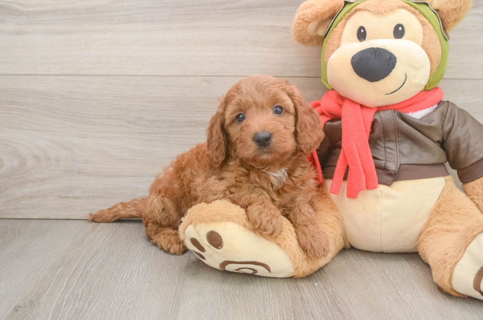 5 week old Mini Goldendoodle Puppy For Sale - Lone Star Pups