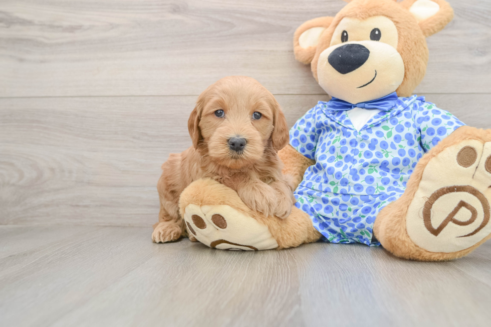 Little Mini Goldenpoo Poodle Mix Puppy