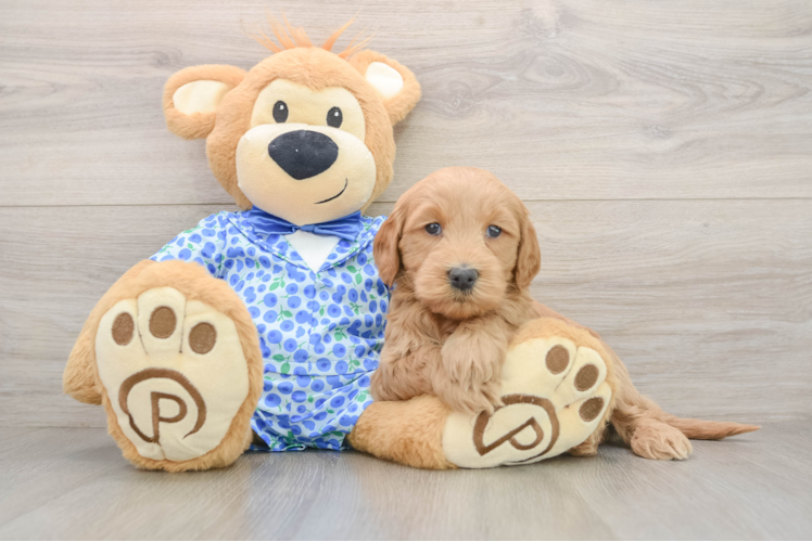 Playful Mini Groodle Poodle Mix Puppy