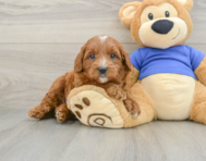 7 week old Mini Goldendoodle Puppy For Sale - Lone Star Pups