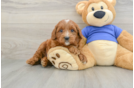 Mini Goldendoodle Puppy for Adoption