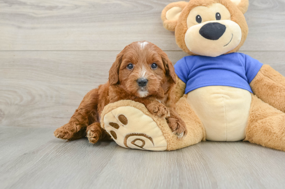 5 week old Mini Goldendoodle Puppy For Sale - Lone Star Pups