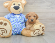 8 week old Mini Goldendoodle Puppy For Sale - Lone Star Pups