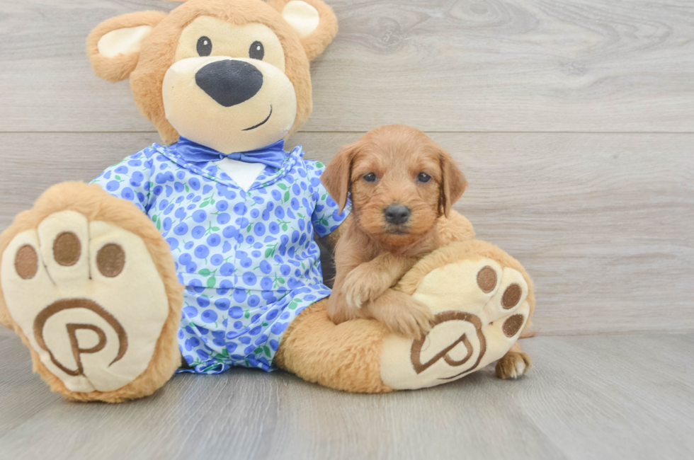 9 week old Mini Goldendoodle Puppy For Sale - Lone Star Pups
