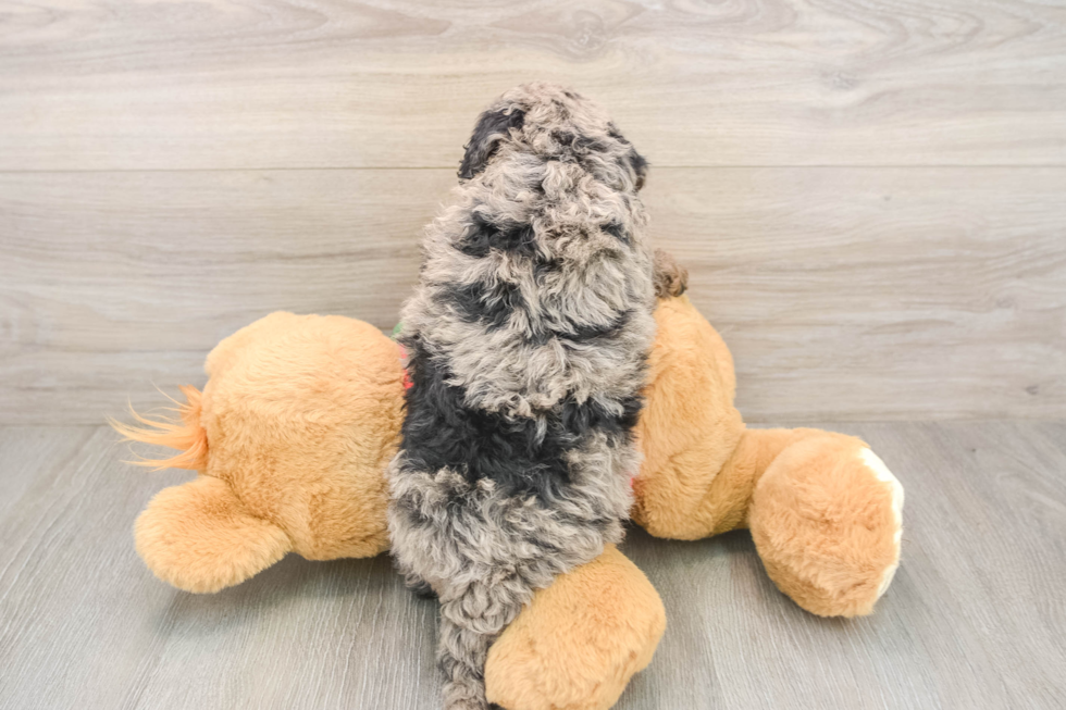 Mini Goldendoodle Pup Being Cute