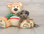 5 week old Mini Goldendoodle Puppy For Sale - Lone Star Pups