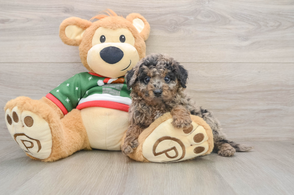 5 week old Mini Goldendoodle Puppy For Sale - Lone Star Pups