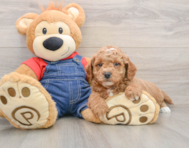 8 week old Mini Goldendoodle Puppy For Sale - Lone Star Pups