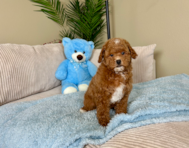 8 week old Mini Goldendoodle Puppy For Sale - Lone Star Pups