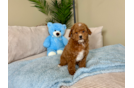 Cute Mini Goldendoodle Poodle Mix Pup