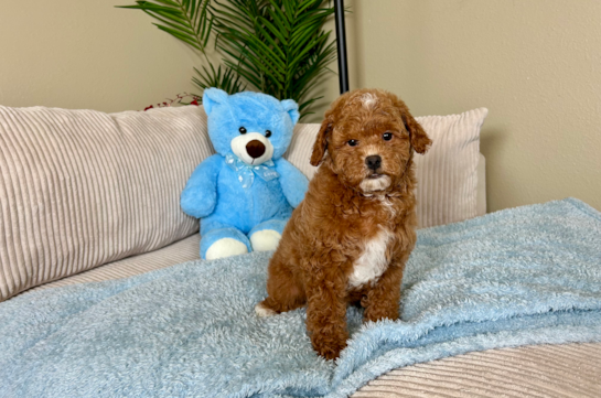 Cute Mini Goldendoodle Poodle Mix Pup