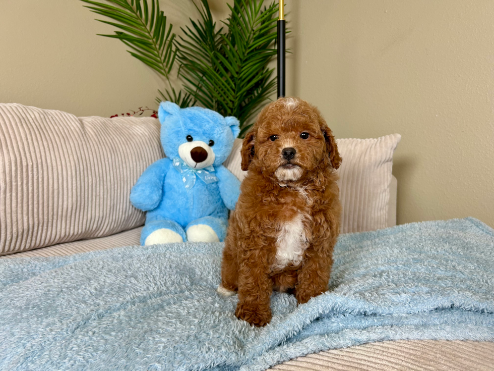 Cute Mini Goldendoodle Poodle Mix Pup