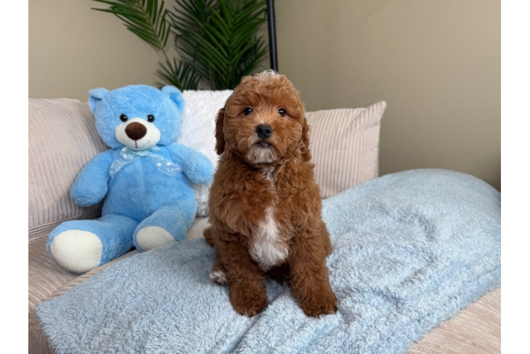 Cute Mini Goldiepoo Poodle Mix Puppy