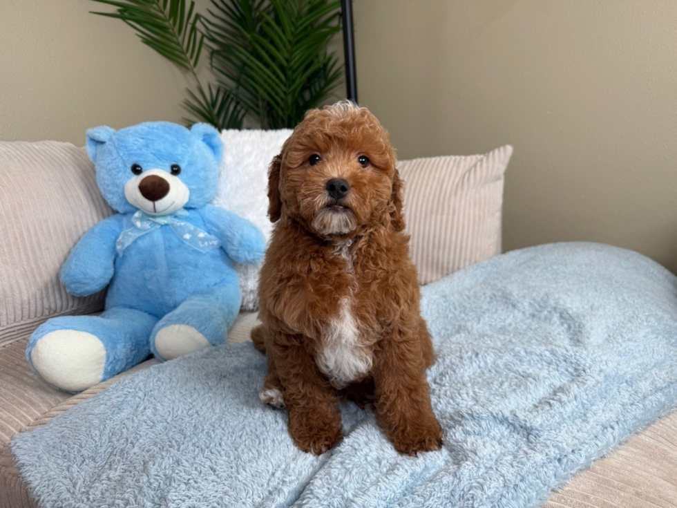 Cute Mini Goldiepoo Poodle Mix Puppy