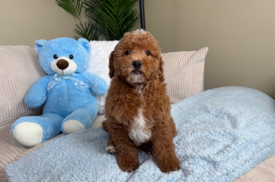 Cute Mini Goldendoodle Poodle Mix Pup