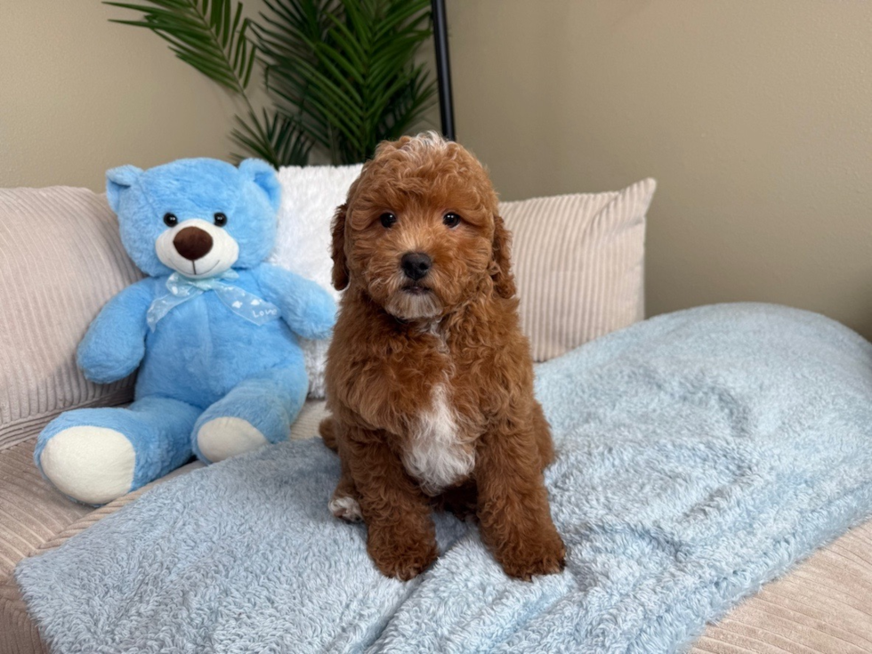 Best Mini Goldendoodle Baby