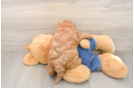 Popular Mini Goldendoodle Poodle Mix Pup