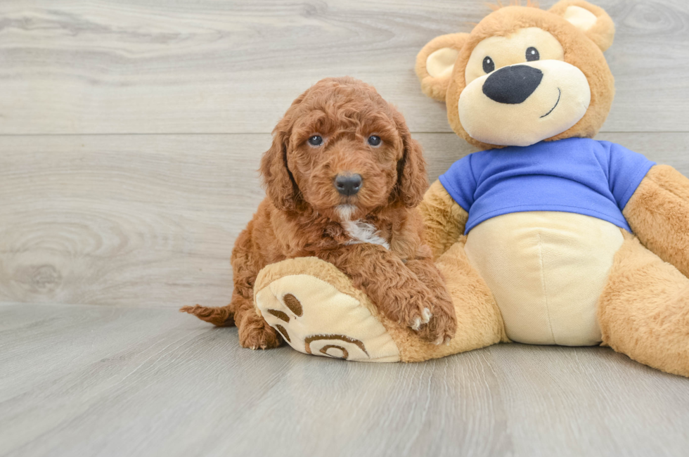 5 week old Mini Goldendoodle Puppy For Sale - Lone Star Pups