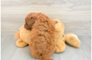 Small Mini Goldendoodle Baby