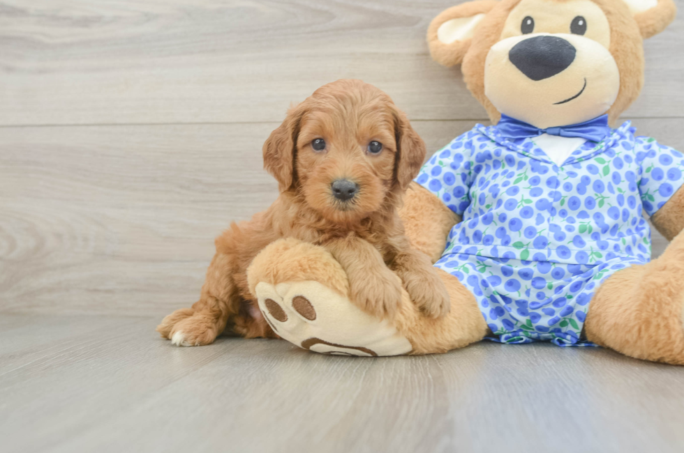 5 week old Mini Goldendoodle Puppy For Sale - Lone Star Pups