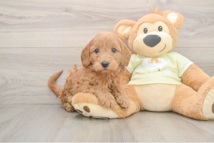 Mini Goldendoodle Puppy for Adoption