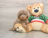 5 week old Mini Goldendoodle Puppy For Sale - Lone Star Pups