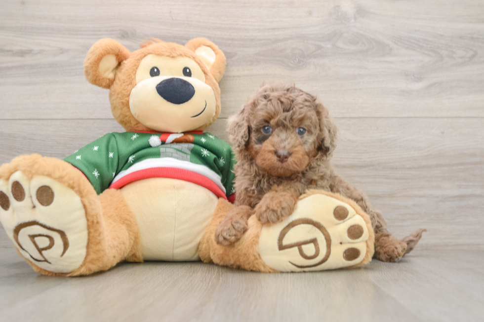 Mini Goldendoodle Pup Being Cute