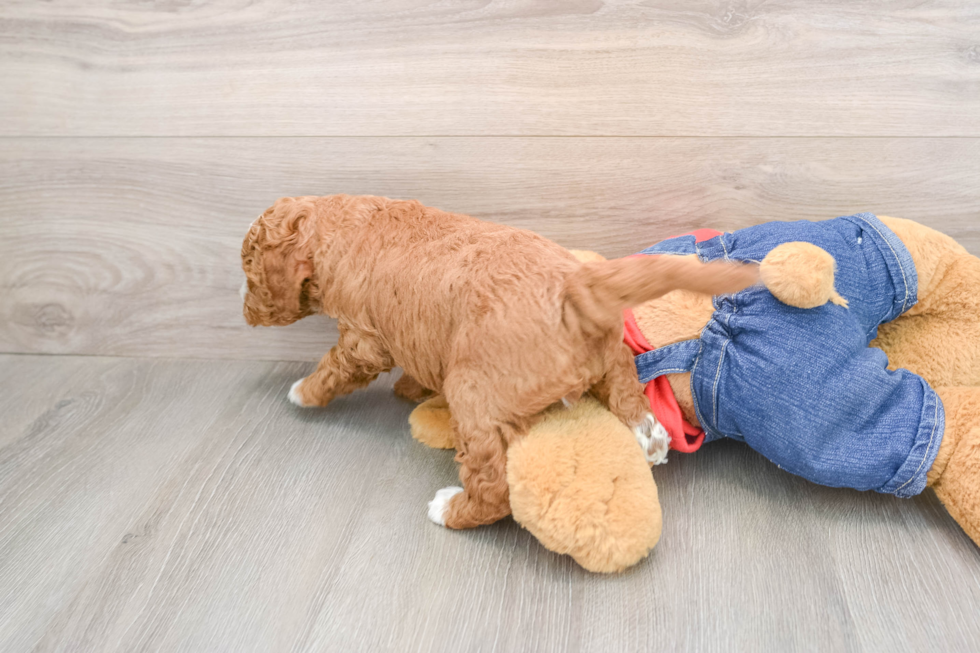 Mini Goldendoodle Puppy for Adoption