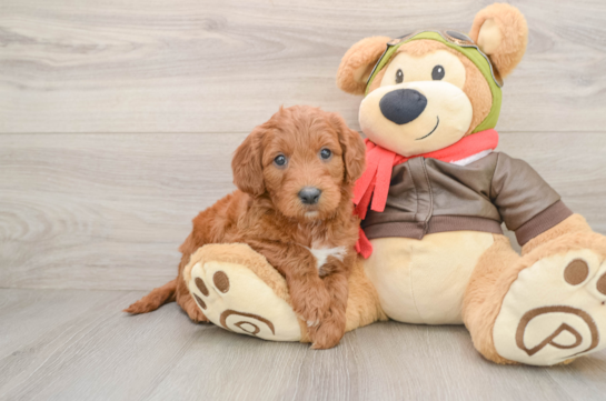 Playful Mini Groodle Poodle Mix Puppy