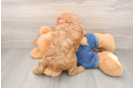 Playful Mini Groodle Poodle Mix Puppy