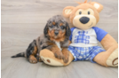 Smart Mini Goldendoodle Poodle Mix Pup