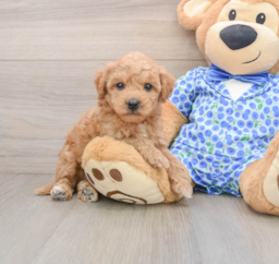 7 week old Mini Goldendoodle Puppy For Sale - Lone Star Pups