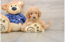 Cute Mini Goldendoodle Baby