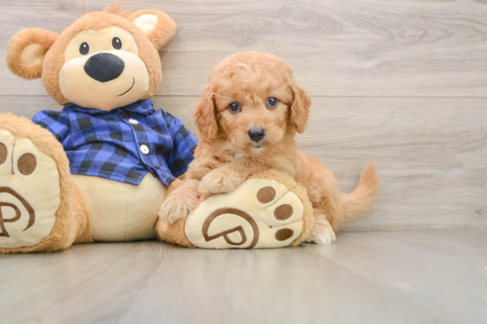 Cute Mini Goldendoodle Baby