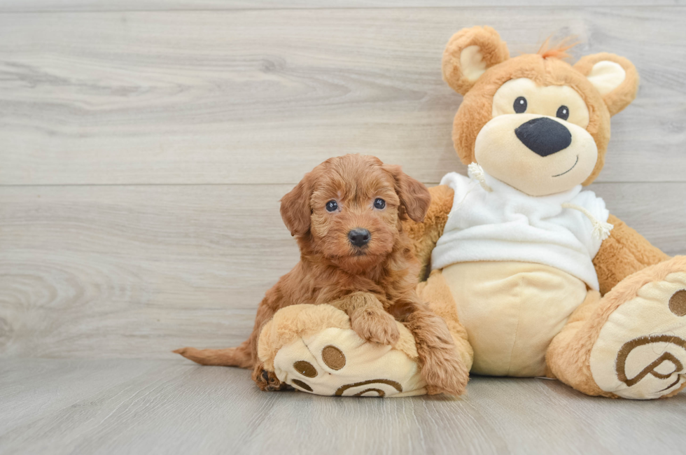 6 week old Mini Goldendoodle Puppy For Sale - Lone Star Pups