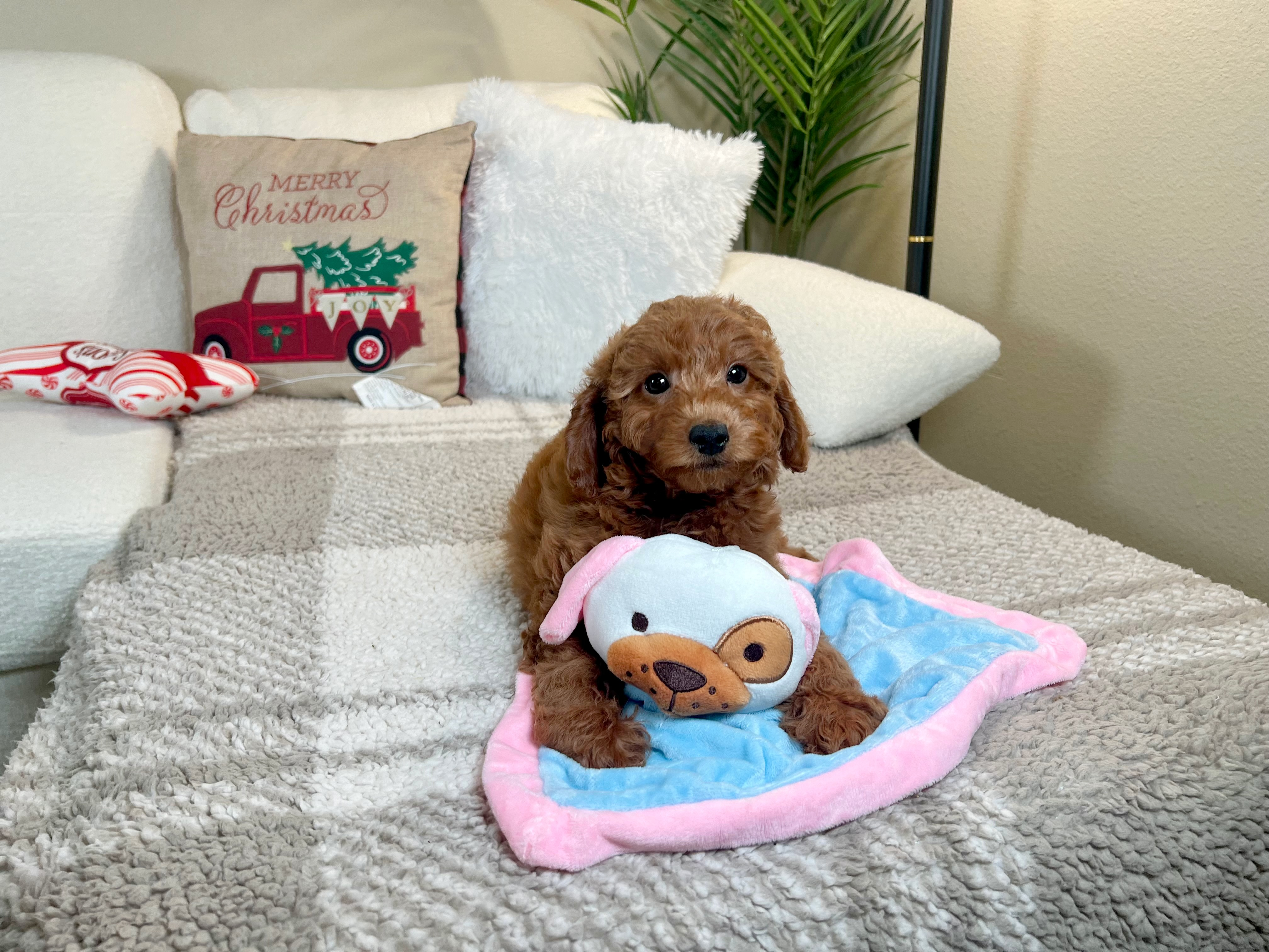 Cute Golden Retriever Poodle Mix Poodle Mix Puppy