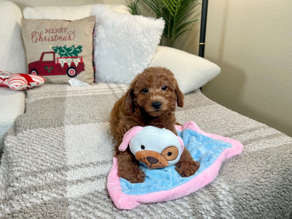 Cute Mini Goldendoodle Poodle Mix Pup