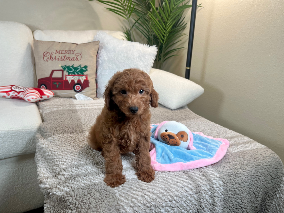 Mini Goldendoodle Puppy for Adoption