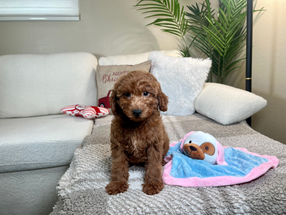 Mini Goldendoodle Puppy for Adoption