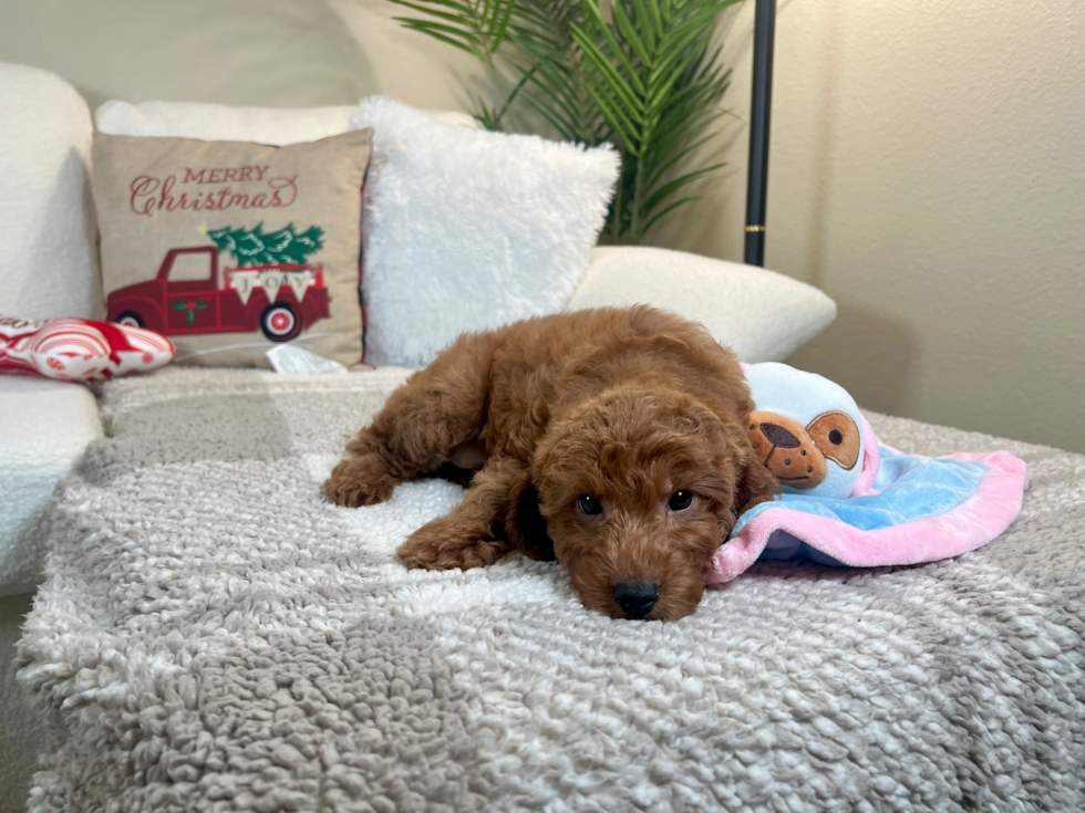 Cute Mini Goldendoodle Baby