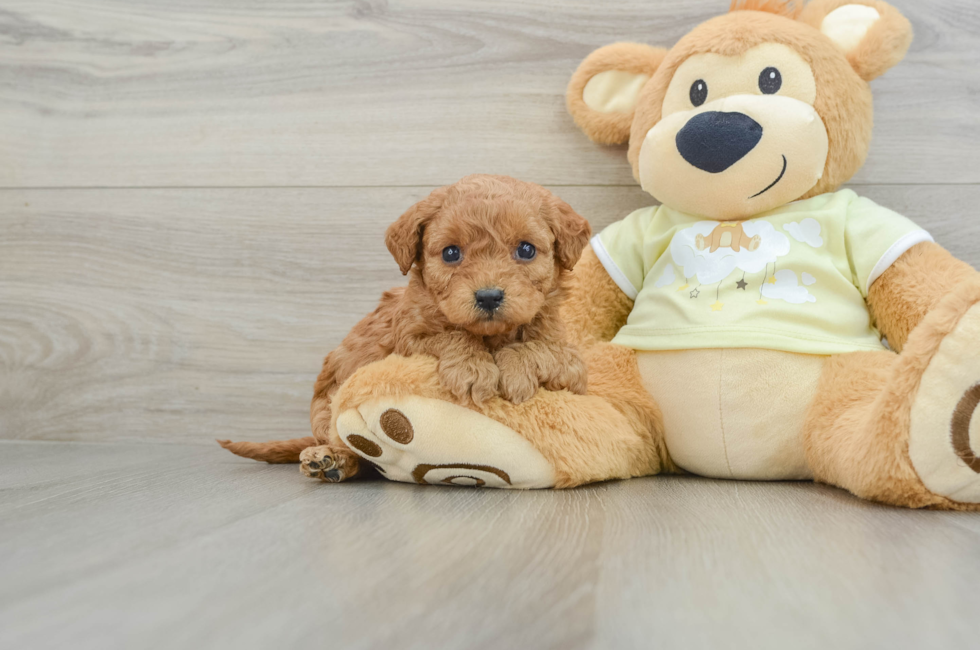 5 week old Mini Goldendoodle Puppy For Sale - Lone Star Pups