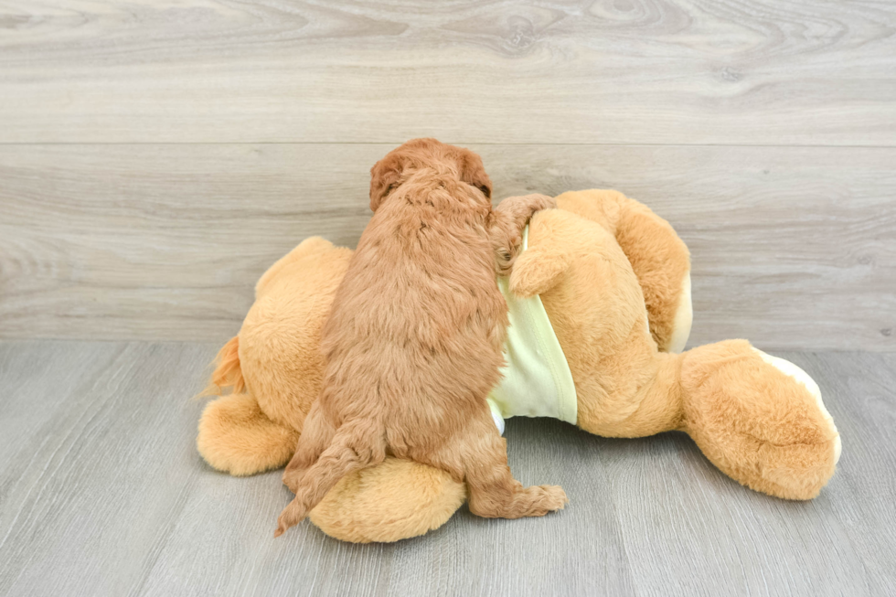 Mini Goldendoodle Pup Being Cute