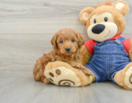 6 week old Mini Goldendoodle Puppy For Sale - Lone Star Pups