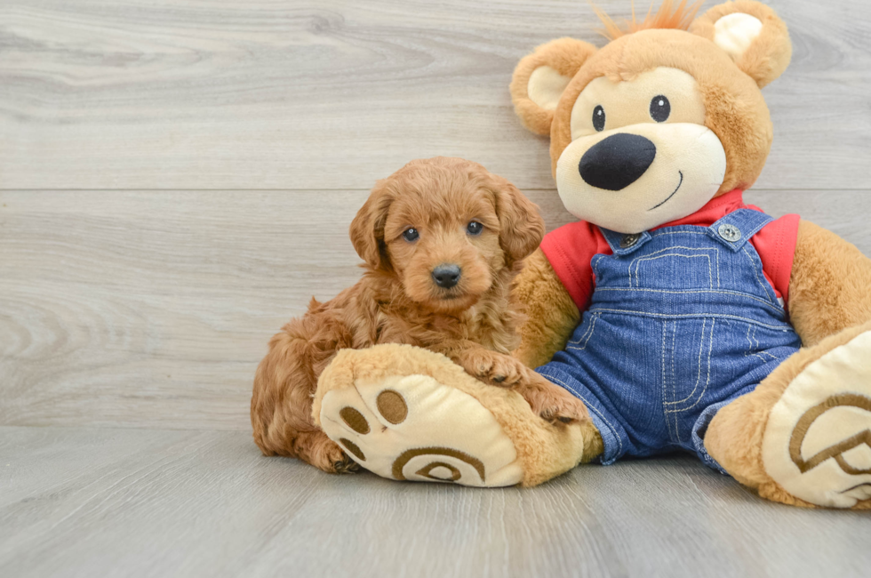 6 week old Mini Goldendoodle Puppy For Sale - Lone Star Pups