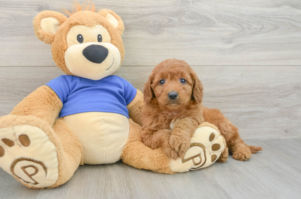 5 week old Mini Goldendoodle Puppy For Sale - Lone Star Pups