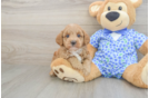 Happy Mini Goldendoodle Baby
